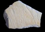 Rollspur eines Ammoniten (Perisphinctes) + Schleifspur indet. - Bild © FossNet FossilienStore